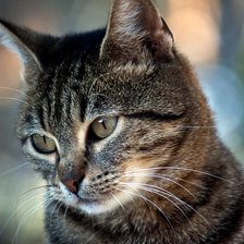 Схема вышивки «Серый задумчивый котэ»