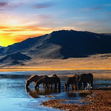 Схема вышивки «Лошади на водопое»