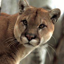 Схема вышивки «Пума»