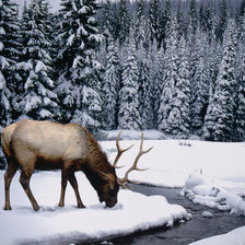 Схема вышивки «Олень на берегу»