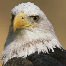 Схема вышивки «Орёл»