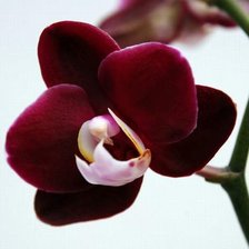 Схема вышивки «№120266»