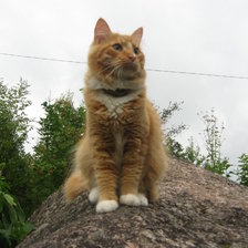 Схема вышивки «Мамин Котьен»