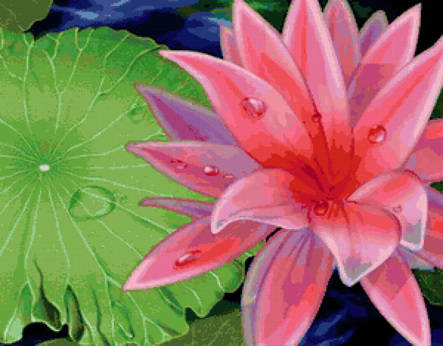 природа - цветы, картина, лотос, цветок - предпросмотр