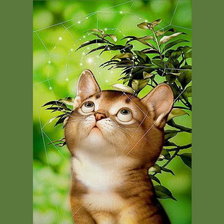 Схема вышивки «Котик и паутинка»