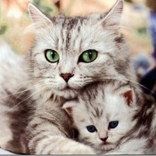 Схема вышивки «Котик»