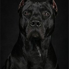 Схема вышивки «Енсон Блэк Пит прайт»