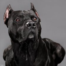 Енсон Блэк Пит прайт