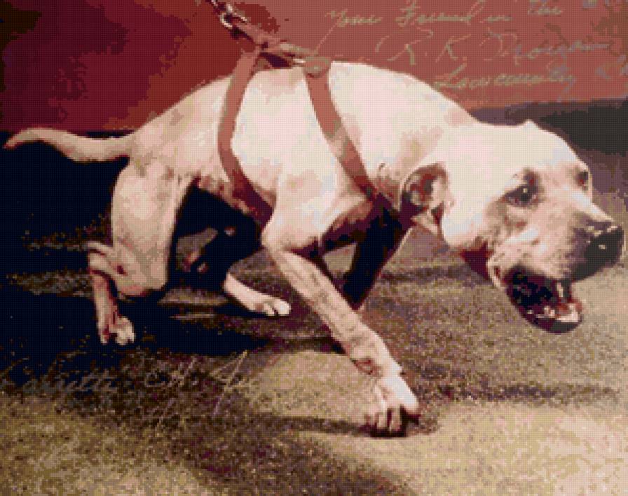 Чемпион Jeep - пит, питбуль, американский питбультерьер, собака - предпросмотр