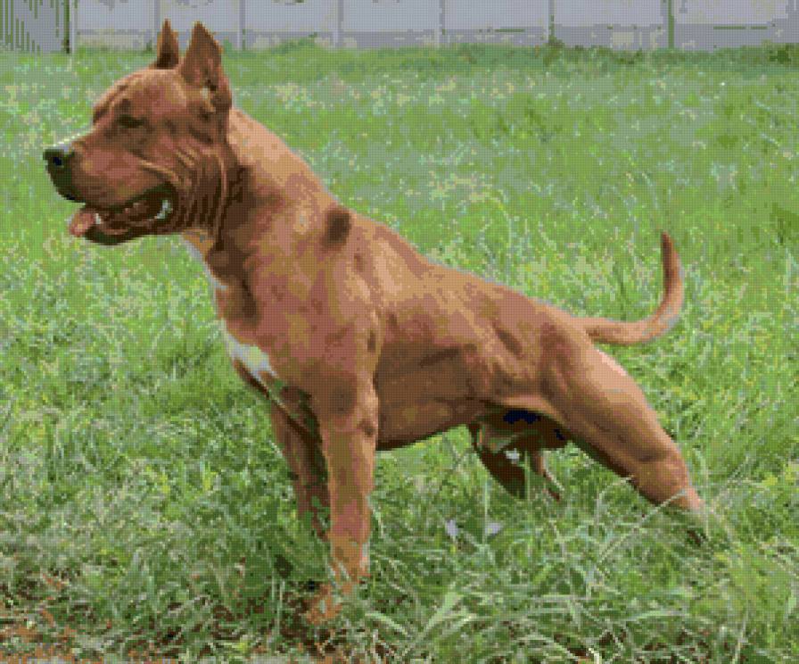 Стафф - собака, стаффорд, американский стаффордширский терьер, амстафф - предпросмотр