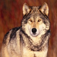 Схема вышивки «Волчище»