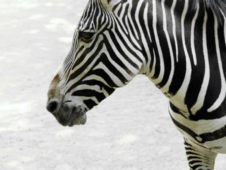 Зебра - животные, зебра - оригинал