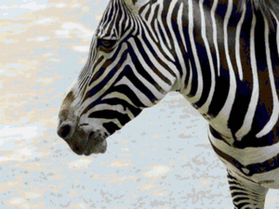 Зебра - зебра, животные - предпросмотр