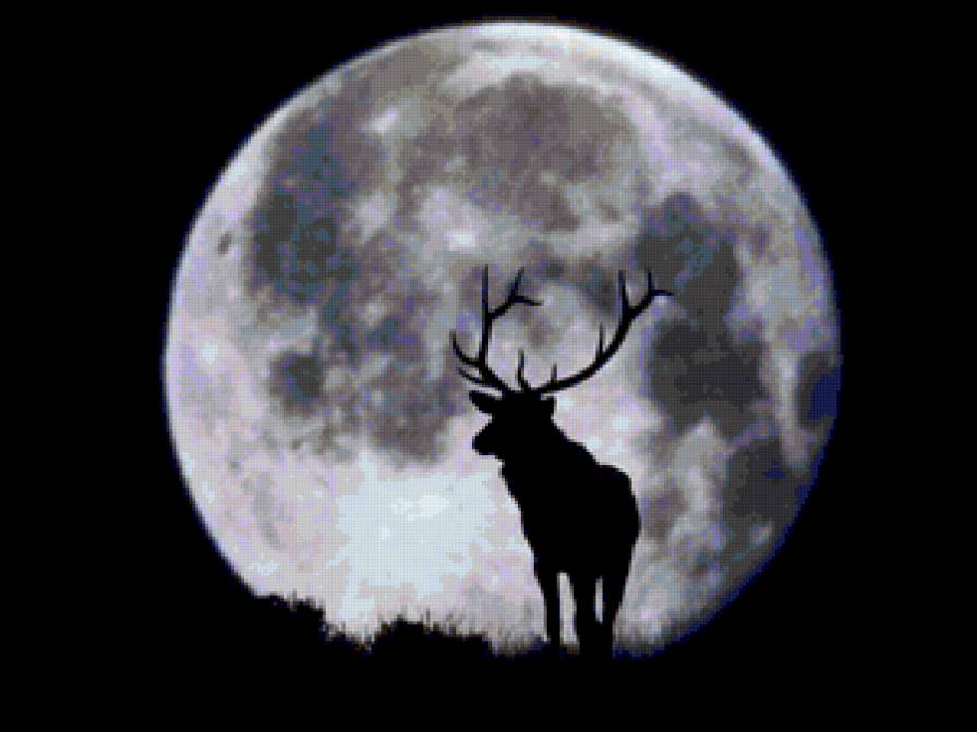 Полнолуние - животные, луна, олень, полнолуние - предпросмотр