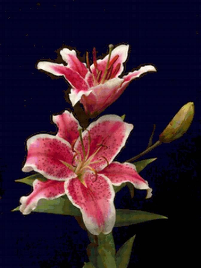 Красивые лилии)) - лилии, flowers, цветы - предпросмотр