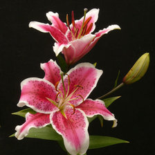 Схема вышивки «Красивые лилии))»