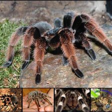 Схема вышивки «паучки1»