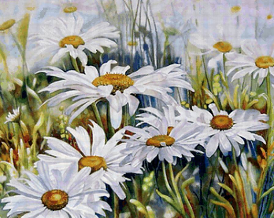 Ромашковое поле - предпросмотр