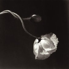 Схема вышивки «квітка»