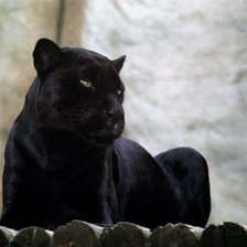 Схема вышивки «чорна пантера»