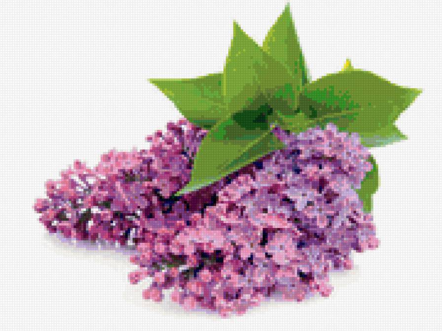 Веточка сирени - сирень, цветы - предпросмотр