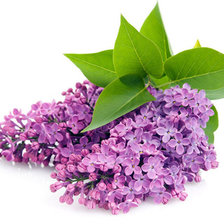 Веточка сирени