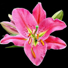 Схема вышивки «Лилия»