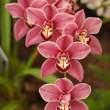 Схема вышивки «Орхидеи»