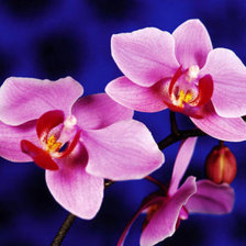 Орхидеи