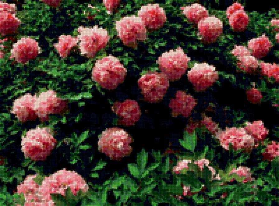 Куст пионов - пионы, цветы - предпросмотр