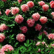 Схема вышивки «Куст пионов»