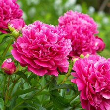 Схема вышивки «Пионы»