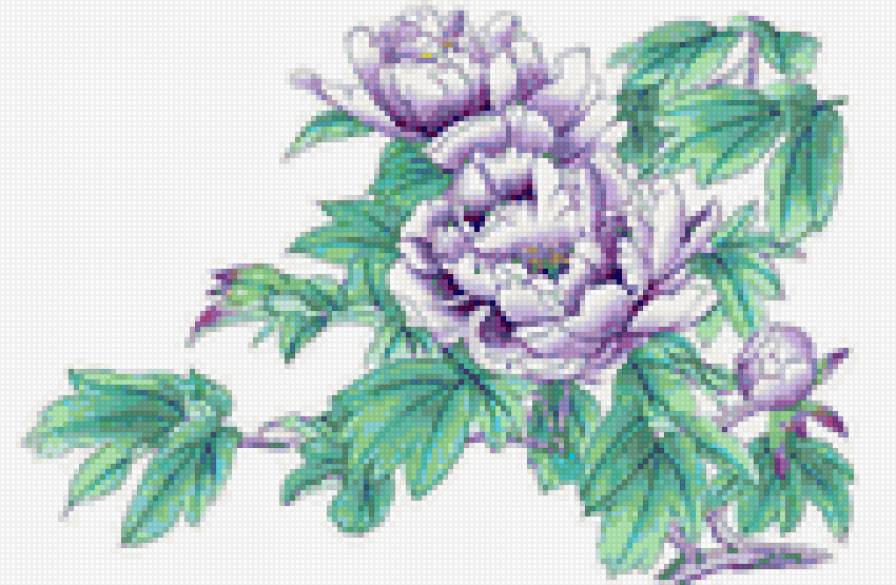 Сиреневые пионы - цветы, пионы - предпросмотр