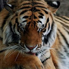 Схема вышивки «Тигр»