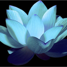 Схема вышивки «Лотос»