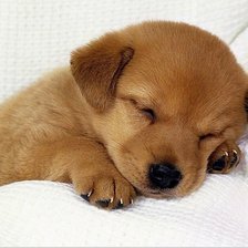 Схема вышивки «Собачка»