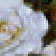 Предпросмотр схемы вышивки «Белые розы» (№121450)