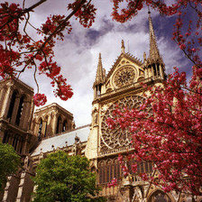 Магнолия в Париже