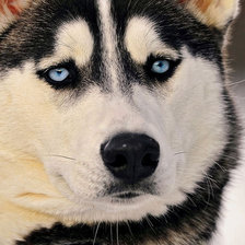 Схема вышивки «Хаски»