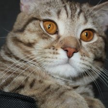 Схема вышивки «кот»