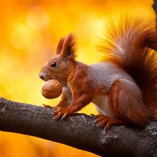 Схема вышивки «Белка и орех»