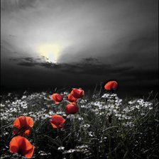 Схема вышивки «маки»