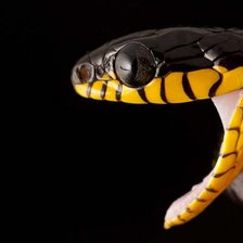 Схема вышивки «Злюка»