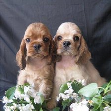 Схема вышивки «Щенки кокера»