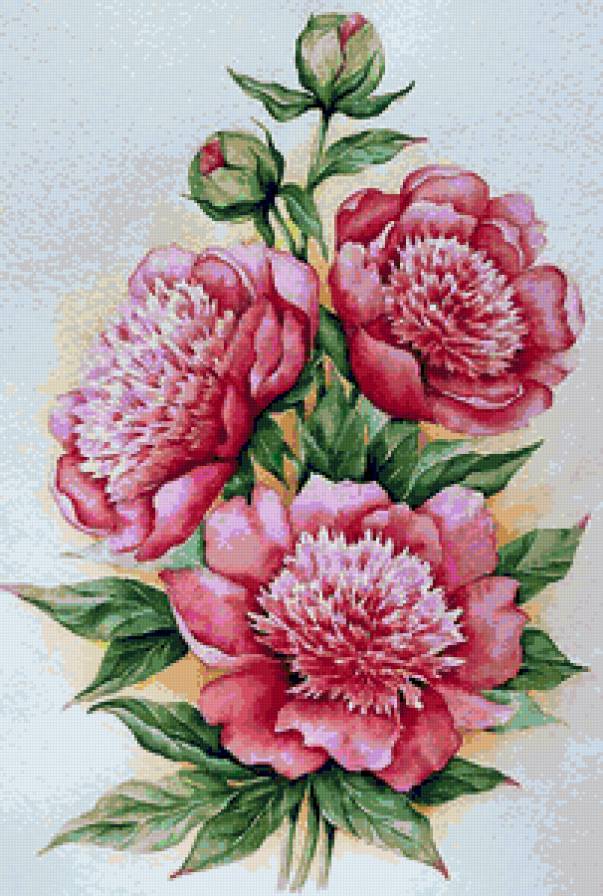 Пионы - цветы, цветочки, букет, пионы, весенние цветы - предпросмотр