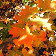 Схема вышивки «осенние краски»