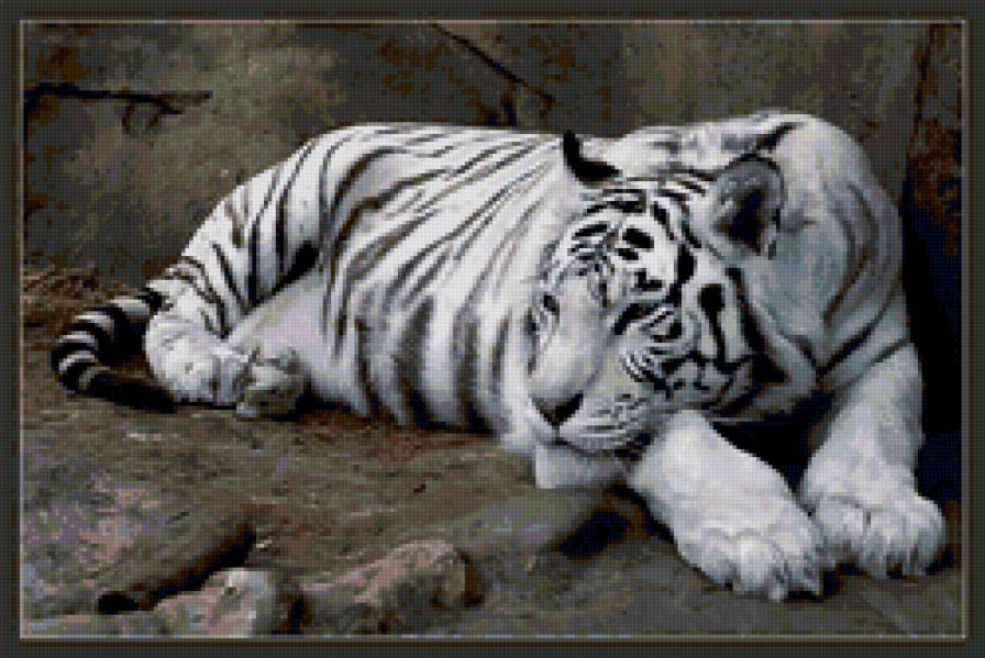 Белый тигр - белый тигр, тигр - предпросмотр