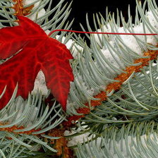 Схема вышивки «листья осени»