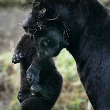 Схема вышивки «№122380»