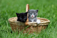 Схема вышивки «кошачьи»